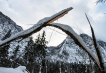 Bundesforste ziehen Waldbilanz: Schadholz weiter auf hohem Niveau, Käferholz mit rückläufiger Tendenz