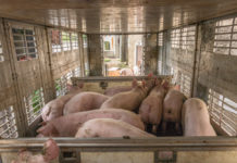 EU-Parlament: Agrarausschuss plädiert für Einhaltung bestehender Tierschutzgesetze