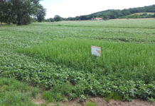 IGP startet auch 2019 wieder Aktion „schauFELDER“