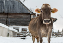 Köstinger: Österreich ist Bioweltmeister