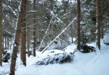 Schneebruch im Wald: Worauf zu achten ist