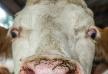 Brucellose-Verdacht rechtzeitig erkannt