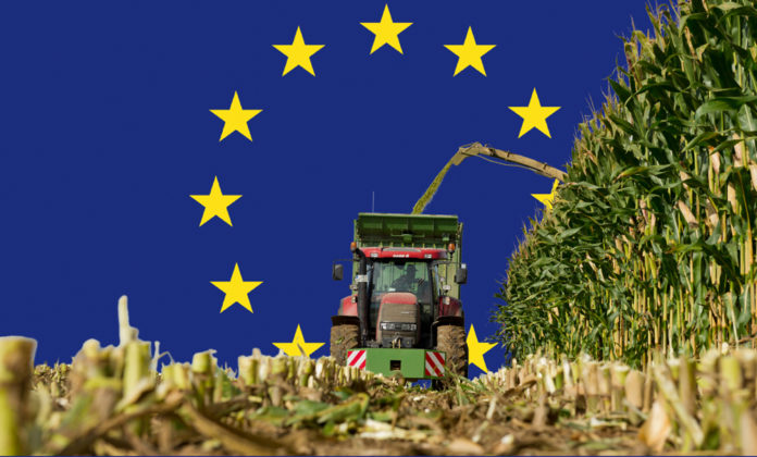 Maisernte Mit EU Flagge 2 ID85002