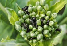 Raps: Frühjahrsschädlinge sind auf heimischen Äckern bereits aktiv