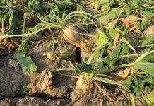 Köstinger präsentiert Abschlussbericht zur Strategie “Heimischer Rübenzucker”