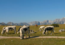 Kuhattacken-Urteil kann Bergbauern und Tourismus gefährden