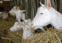 Zahl der untersuchten Schlachtungen in Österreich wurde 2018 erhöht