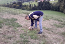 Wiese kaputt – 12 „GVE“ Engerlinge pro Hektar