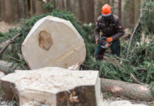 Schneebruch: BFW gibt Tipps für Waldbesitzerinnen und Waldbesitzer