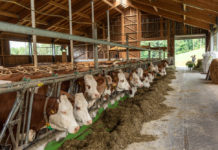 Die häufigsten Kuhnamen 2018: “Susi” ist nach wie vor Nummer eins