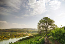 Der Weinjahrgang 2018: Die Hitze gemeistert