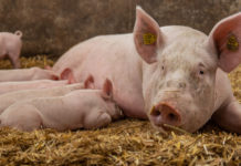 Am 1. März ist “Tag des Schweines”