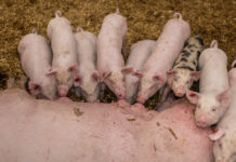 Vollständige Angaben in Tierliste sind Voraussetzung für korrekte Prämienberechnung