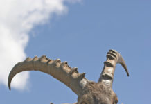 Tiroler Landesjagd wird Vorzeigeprojekt Bekannt ist die Landesjagd Pitztal für ihre große Steinbockpopulation.