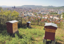 Bienenhaltung im Wohngebiet zulassen?