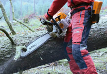Käferholz auf Rekordhoch: Jetzt das Schadholz rasch aus dem Wald entfernen