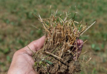 Hagelversicherung warnt vor Dürrekatastrophe