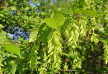 Der Baum des Jahres 2019 – die Hopfenbuche