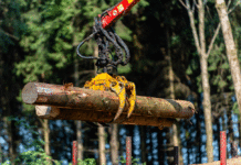 Pro Silva Austria zeigt neue Wege zum Waldumbau nach Borkenkäferbefall auf