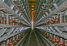 Keine Käfig-Eier ab 2020 in Österreich