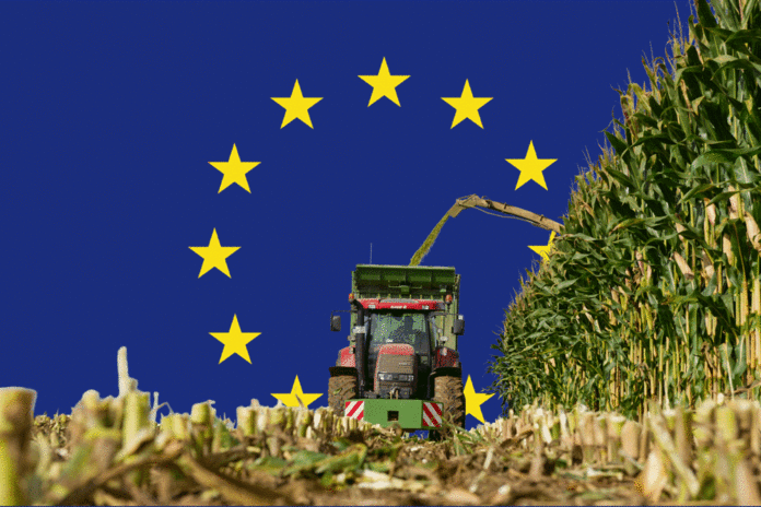 Maisernte Mit EU Flagge 2 ID85002