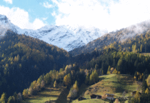 Heimische Forstwirtschaft bekommt Unterstützung