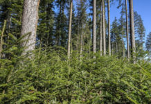 Farminar zum Thema “Waldpflege als Fundament stabiler Bestände” am 26. April