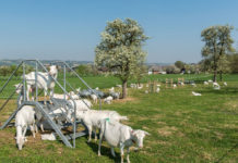 Graz wird zum Zentrum der Bio-Viehwirtschaft in Österreich