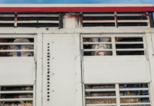 Tirol: Strengste Kontrollen bei Tiertransporten Sinnlose Tiertransporte sollen vermieden werden. Die Stärkung der regionalen Kreisläufe trägt dazu bei.