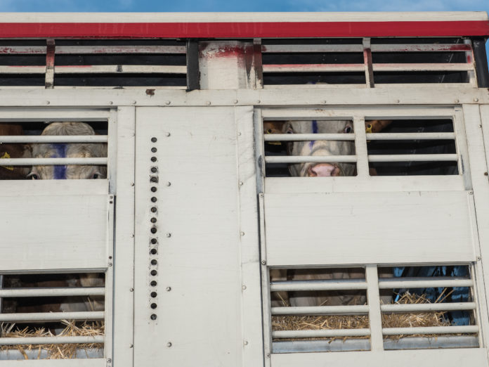 Sinnlose Tiertransporte sollen vermieden werden. Die Stärkung der regionalen Kreisläufe trägt dazu bei.