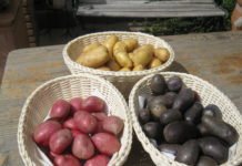 Aktionstag für gesunde Lebensmittel