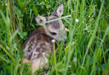 Mit Mähtechnik und Wildscheuchen Kitz & Co. retten
