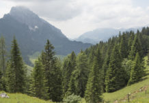 Wälder im Klimastress – Klimawandel setzt auch dem Schutzwald zu