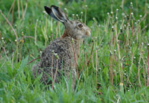 NÖ Jagdverband fordert Maßnahmen zum Erhalt des Niederwilds