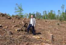 Hohe Gefahr durch Borkenkäfer: Erster Schwärmflug bereits erfolgt