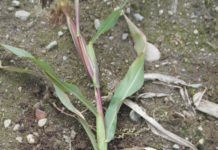 Engerlingen schmeckt auch der Mais