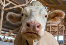 ÖKL-Merkblatt 48 Liegeboxenlaufstall für Milchvieh