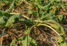 Minus 20 Prozent Rübenfläche ist „Alarmsignal“