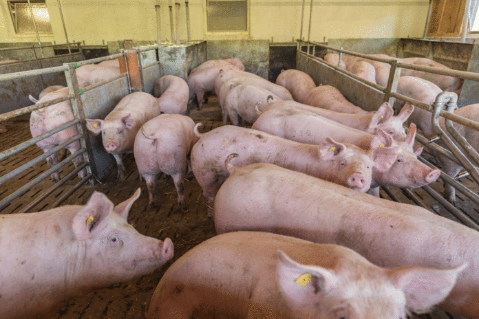 Tierwohlstall 20 ID84794