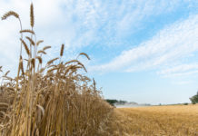 RWA setzt in Zeiten des Klimawandels auf neue Zukunftsfelder