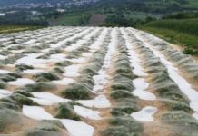 Hagelversicherung: Erste schwere Hagelunwetter im Burgenland