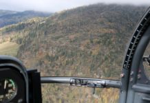 Bundesforste investieren in umfangreichen Waldumbau