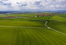 AMA: Rekordtief bei Weichweizen-, Sommergersten- und Rübenfläche 2019