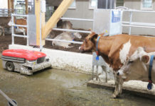 Roboter im Rinderstall Roboter im Rinderstall