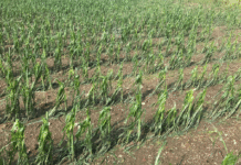 Wieder Unwetter mit schwerem Hagel