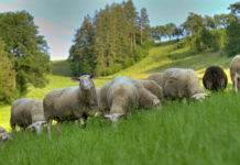 Schafrisse im Tiroler Pitztal – Bär von Wildkamera fotografiert