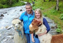 Alpakas passen gut nach Tirol