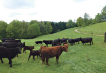 Angusrinder und ein besonderes Gartenerlebnis beim „Anderl am Berg“