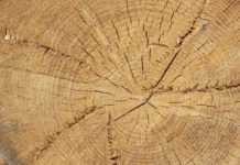 Holzmarkt November 2019: Standorte von Energieholz sind bestens bevorratet