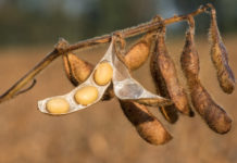 Neuerlich Rekord bei Sojaflächen in Österreich